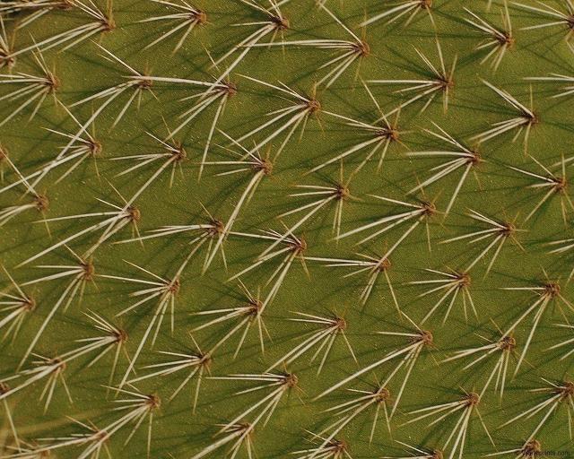 cactus.jpg