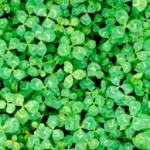 CLOVER.JPG