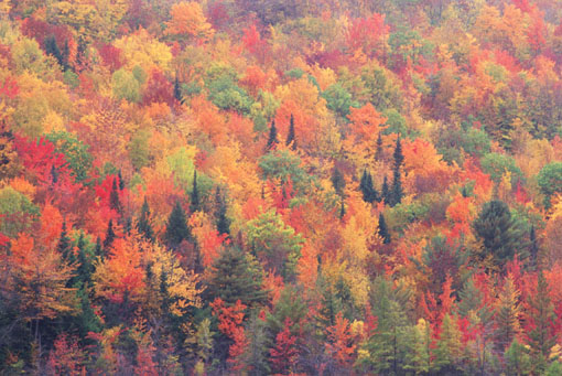 FALL.JPG