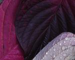 fall_leaves004-_1.jpg