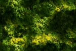 FOLIAGE1.JPG