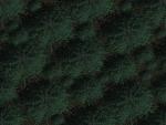 TREESTOP.JPG