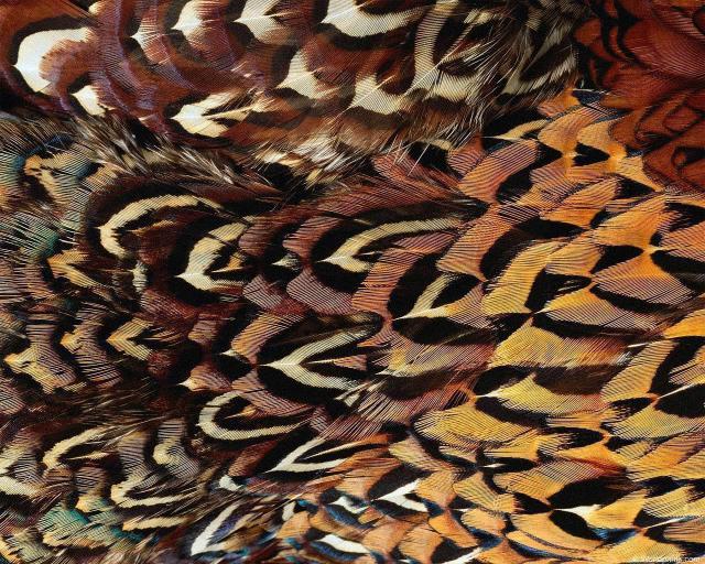 animal_patterns_3.jpg