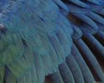 animal_patterns_4.jpg