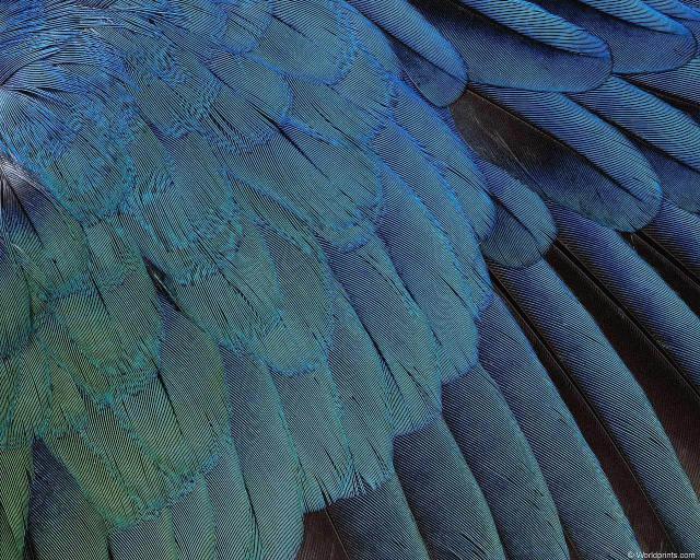 animal_patterns_4.jpg