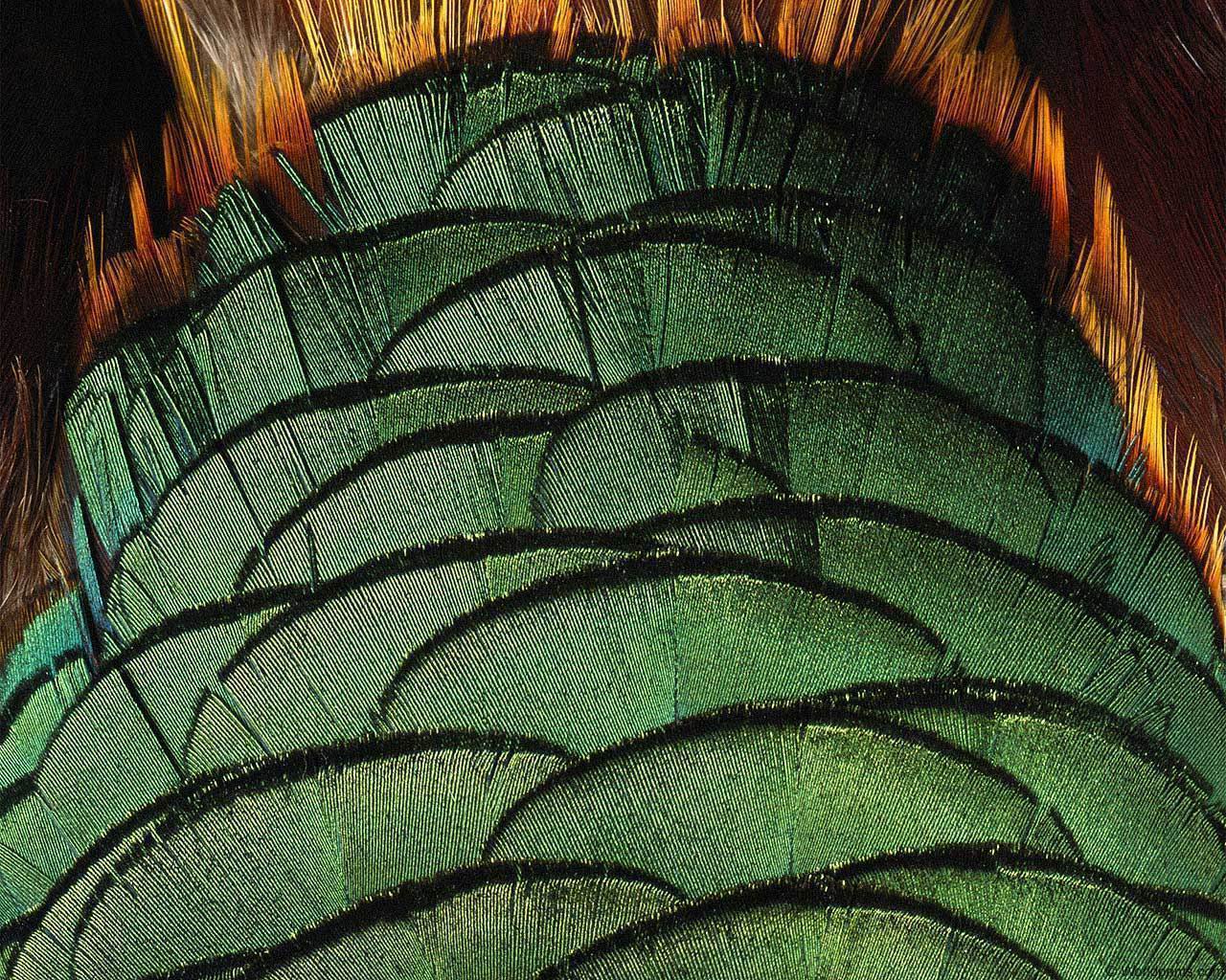 animal_patterns_5.jpg