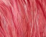 animal_patterns_9.jpg