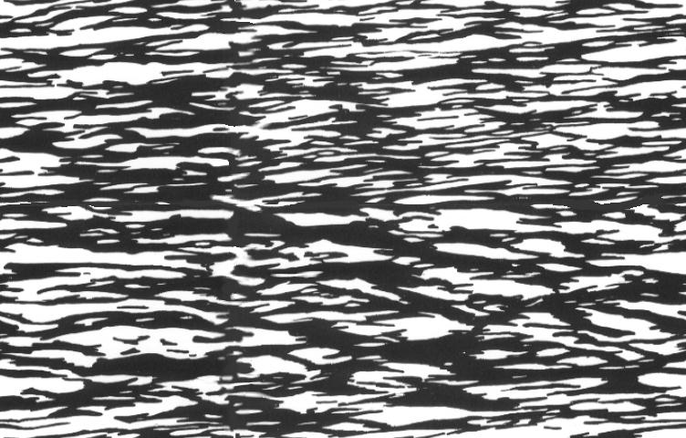 BWBARK24.JPG