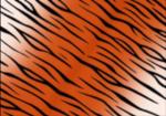 TIGERS_1.JPG