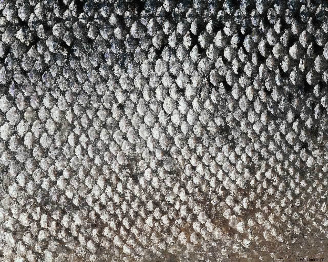 animal_patterns_30.jpg