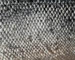 animal_patterns_30.jpg