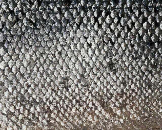 animal_patterns_30.jpg