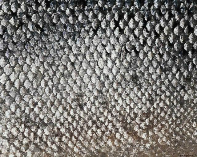 animal_patterns_30.jpg