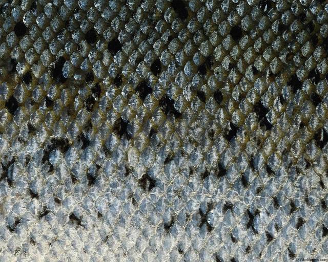 animal_patterns_33.jpg