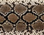 animal_patterns_34.jpg