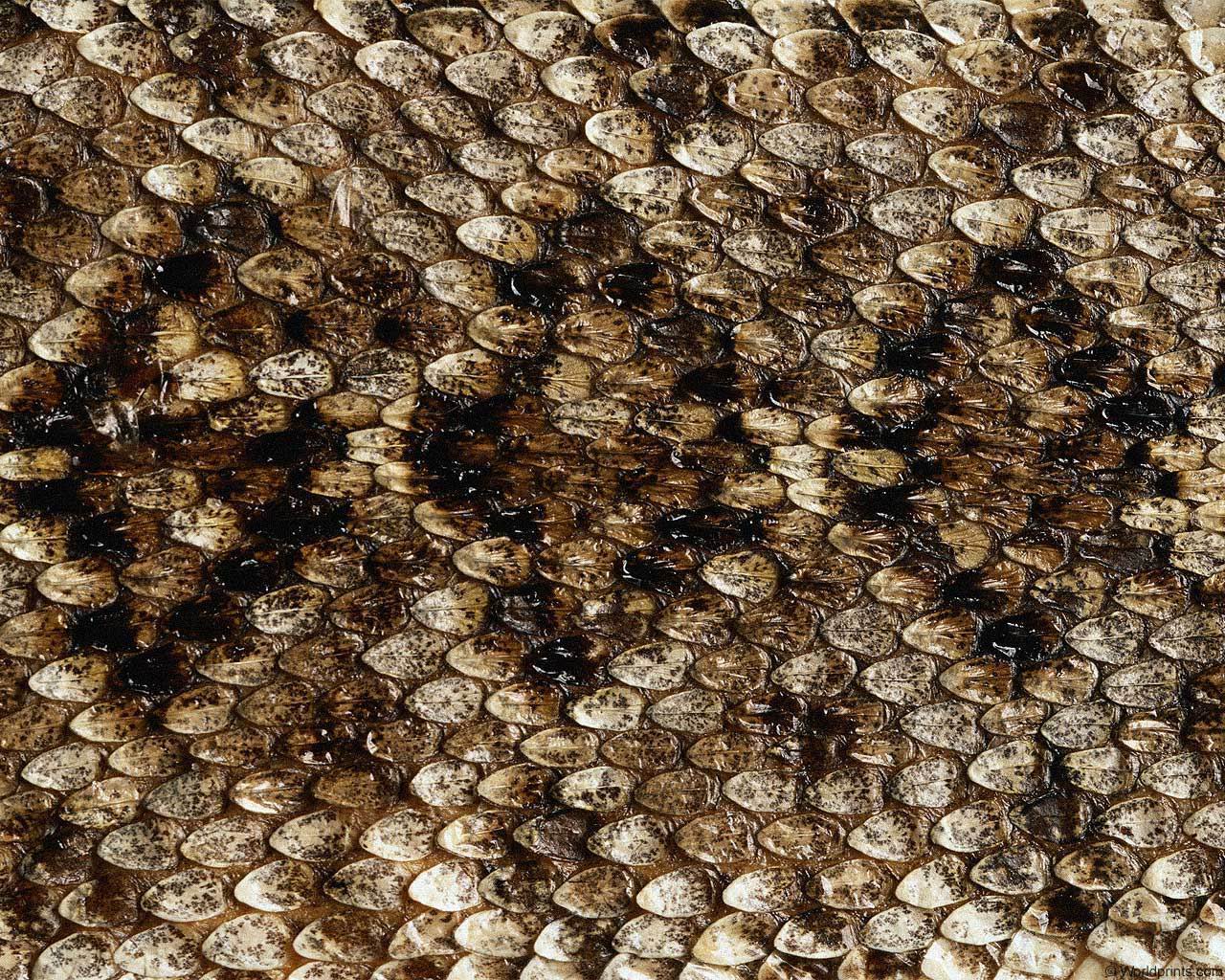 animal_patterns_35.jpg