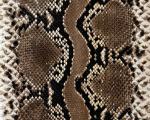animal_patterns_37.jpg