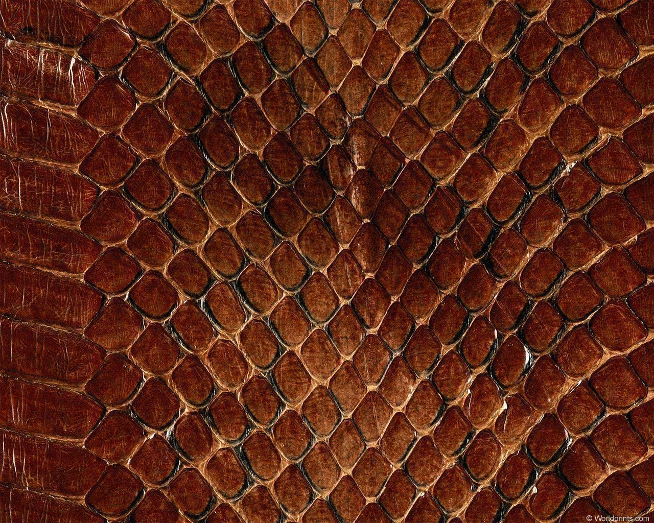 animal_patterns_42.jpg