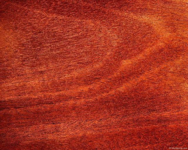 africanmahogany2.jpg