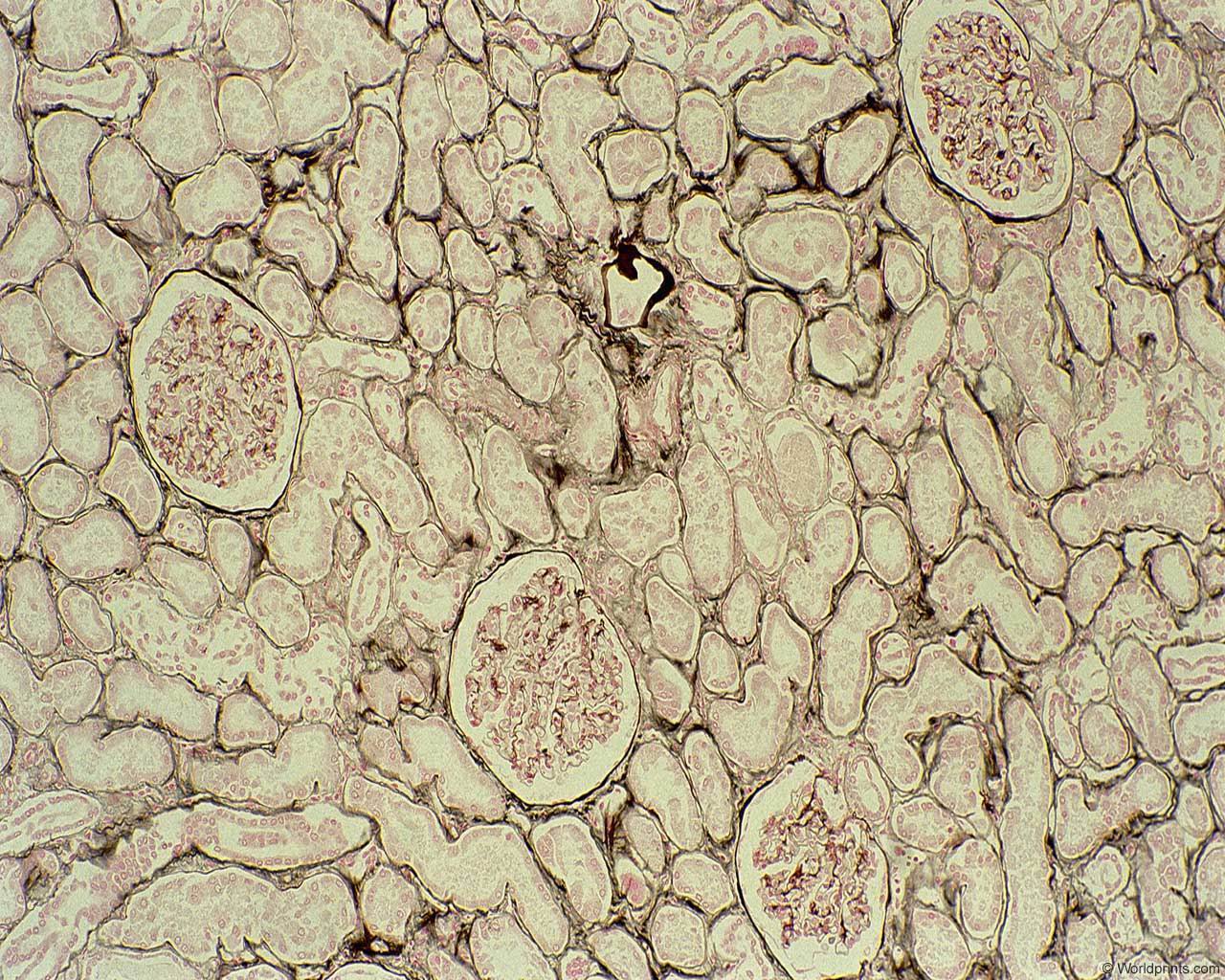 cells2.jpg