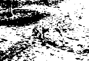 dalmation.gif