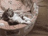 Аватарка с котенком играющим с хвостом мамы