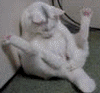 Кот играющий со своими яйцами