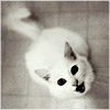 Avatar with white cat
