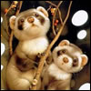 Bear cubs on the branch