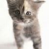 小猫