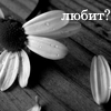 Черно-белая ромашка с оторванным лепестком