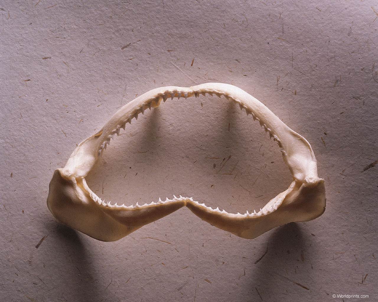 shark_jawbone.jpg