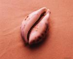 shell002.jpg
