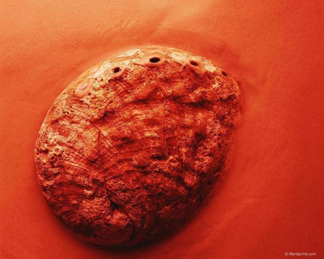 shell004.jpg