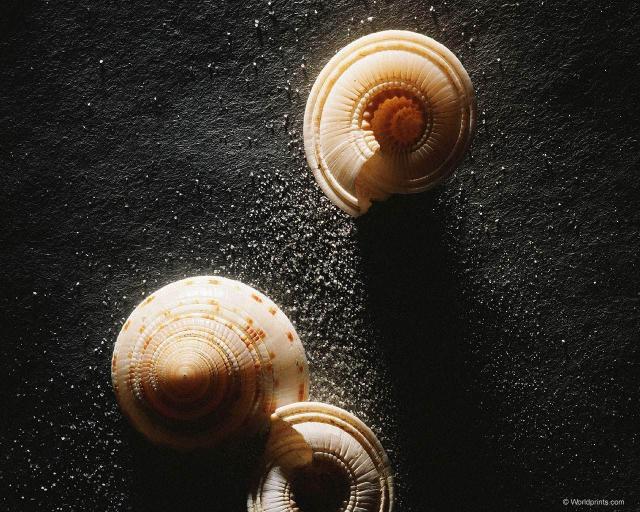 shell05.jpg