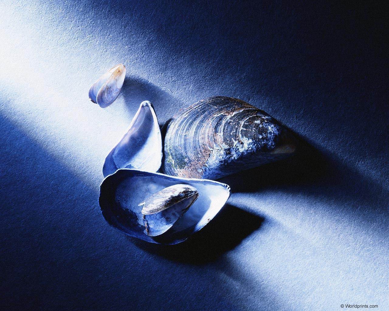 shell07.jpg