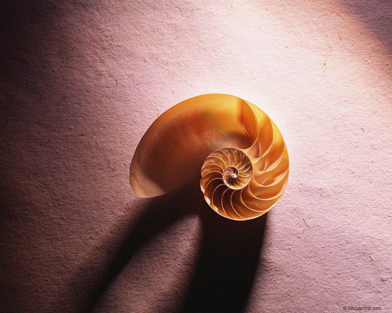 shell09.jpg