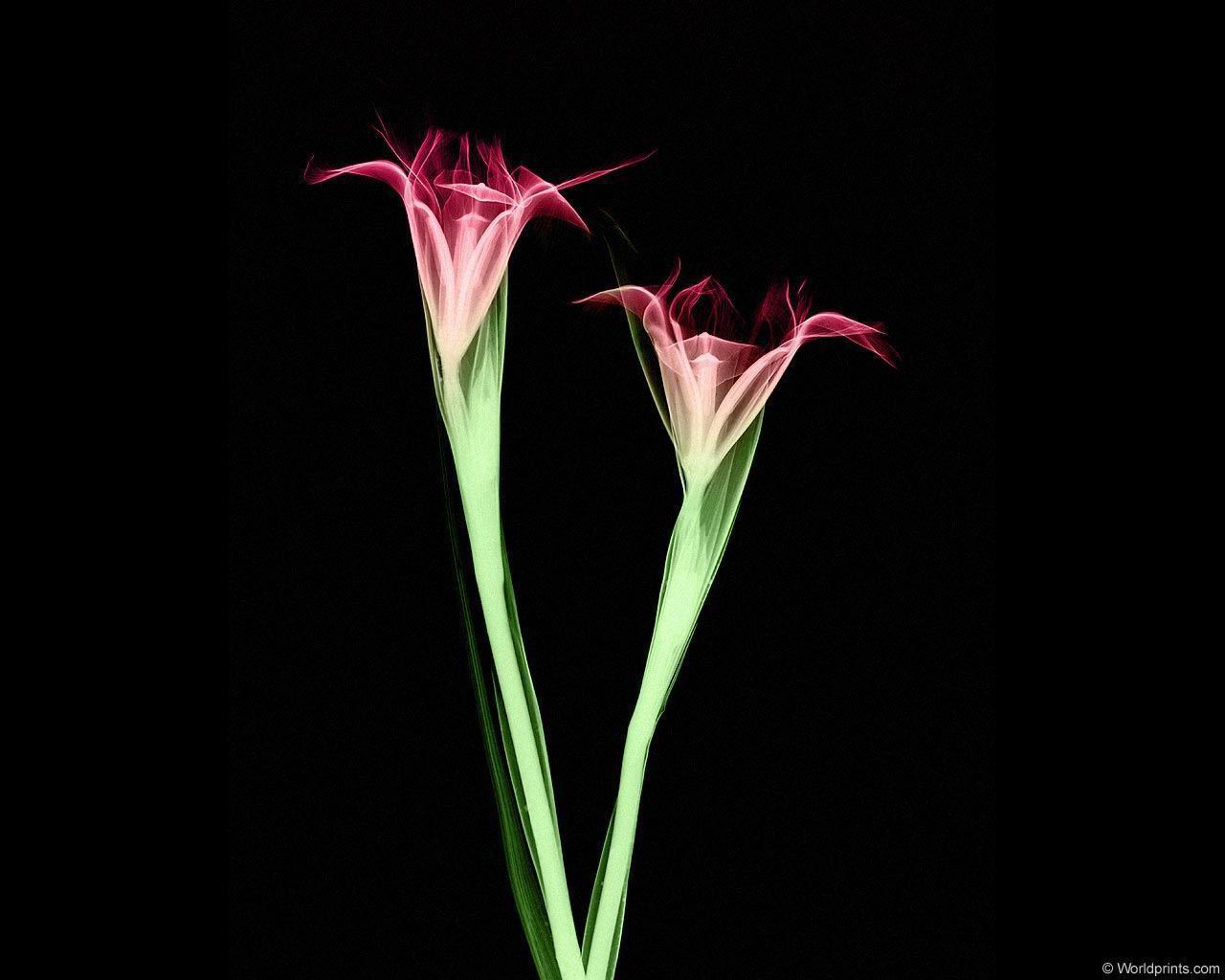 xray_2flowers.jpg