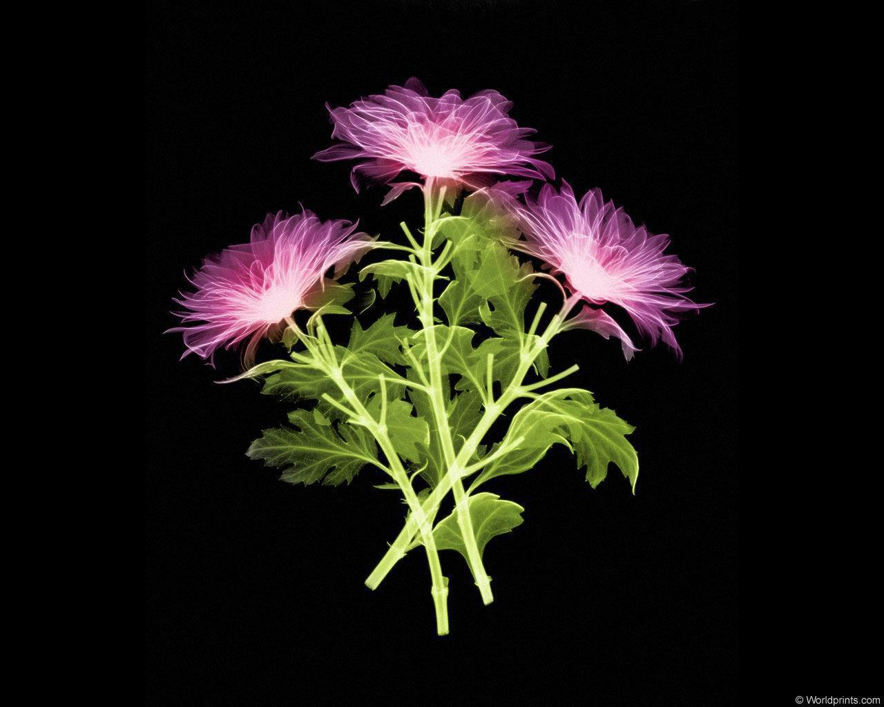 xray_3flowers.jpg