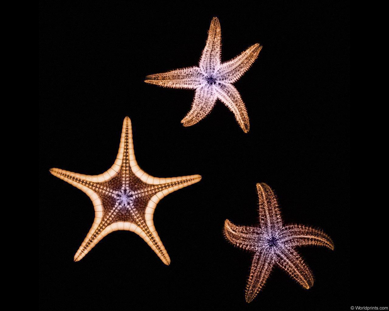 xray_3starfish.jpg