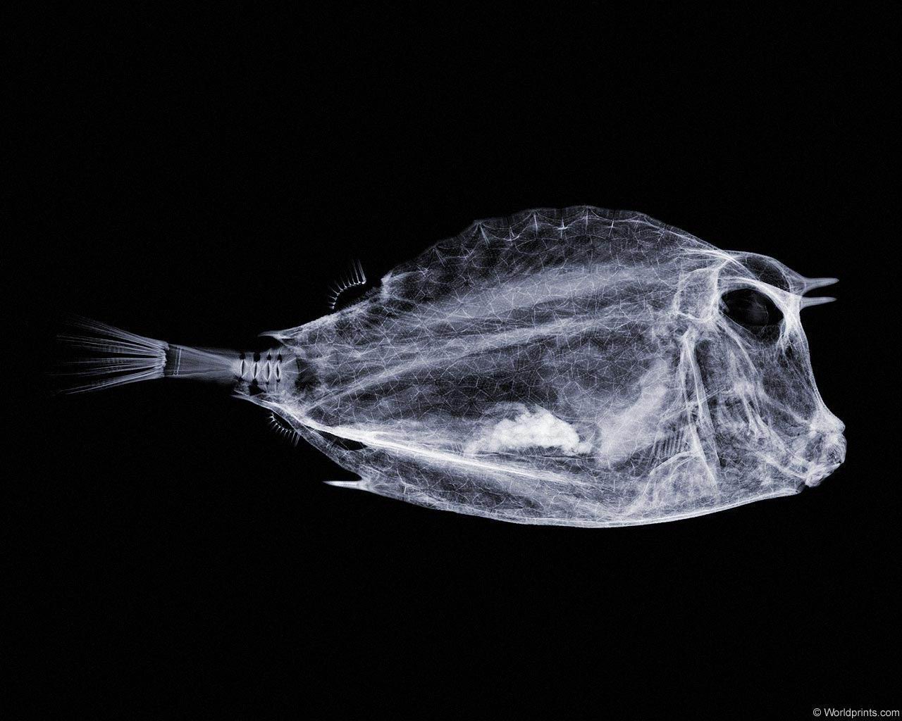 xray_fish1.jpg