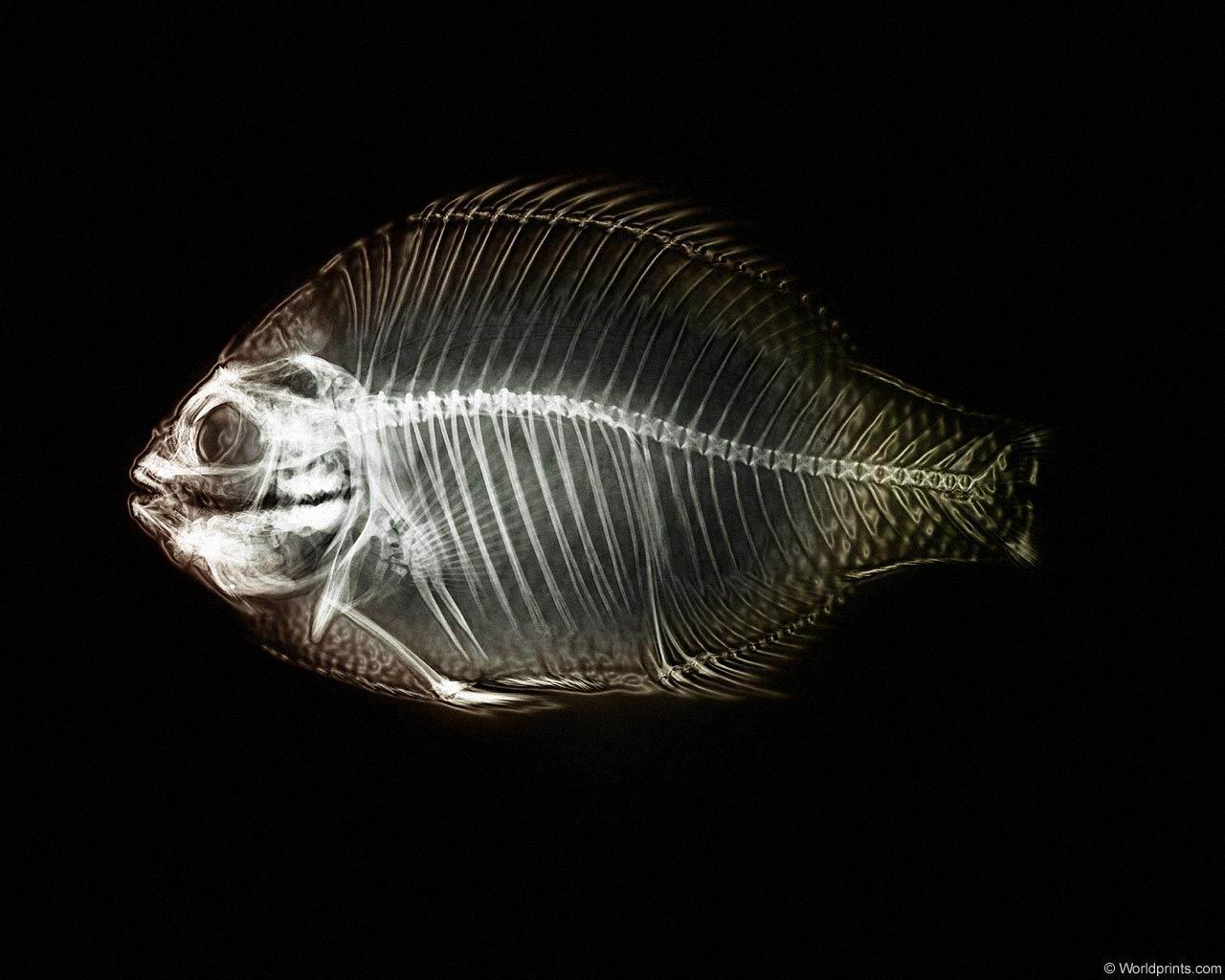 xray_fish2.jpg