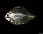 xray_fish2.jpg