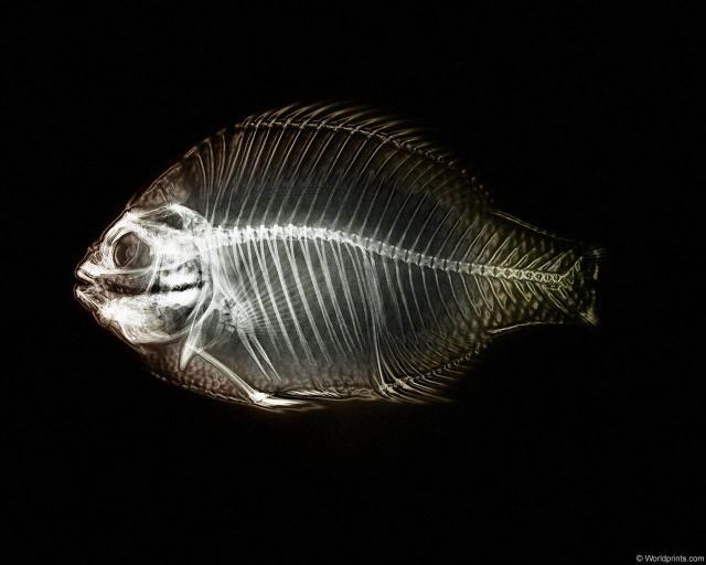 xray_fish2.jpg