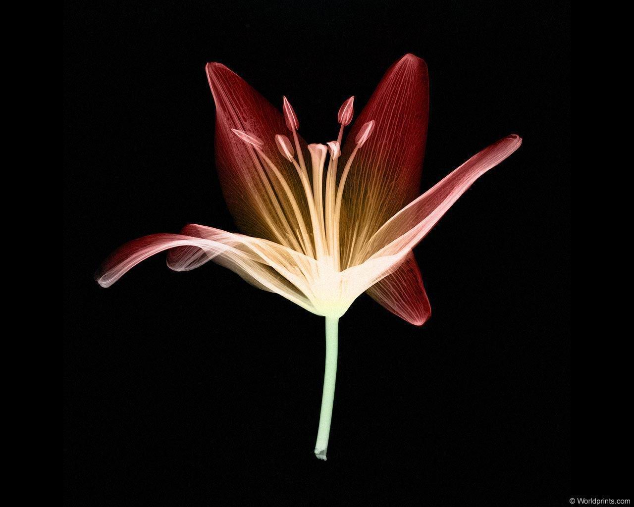 xray_flower.jpg