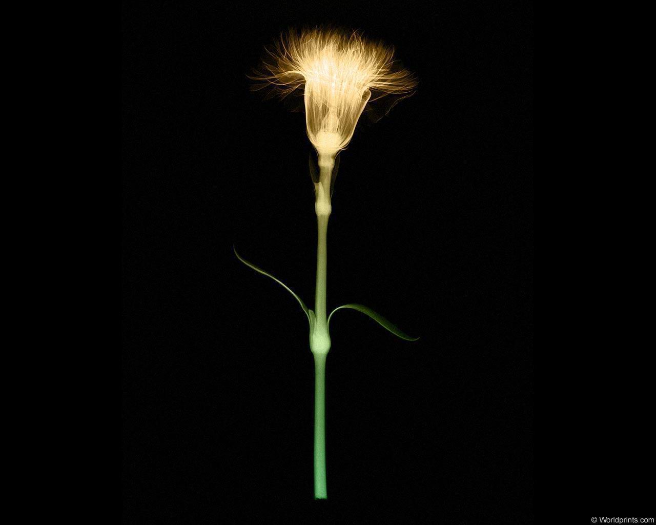 xray_flower2.jpg