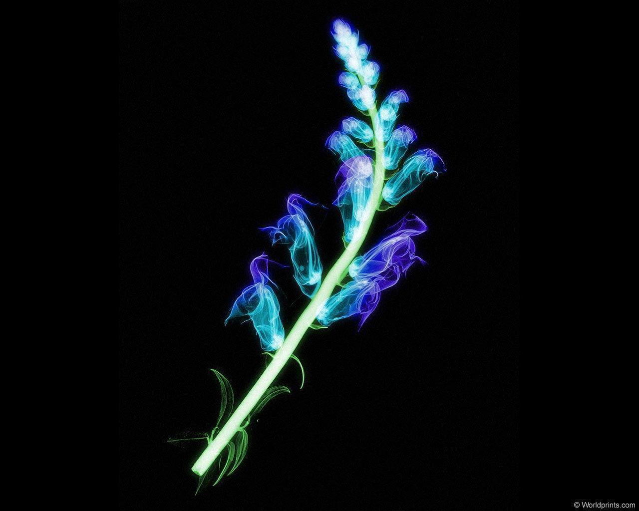 xray_flower3.jpg