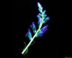 xray_flower3.jpg