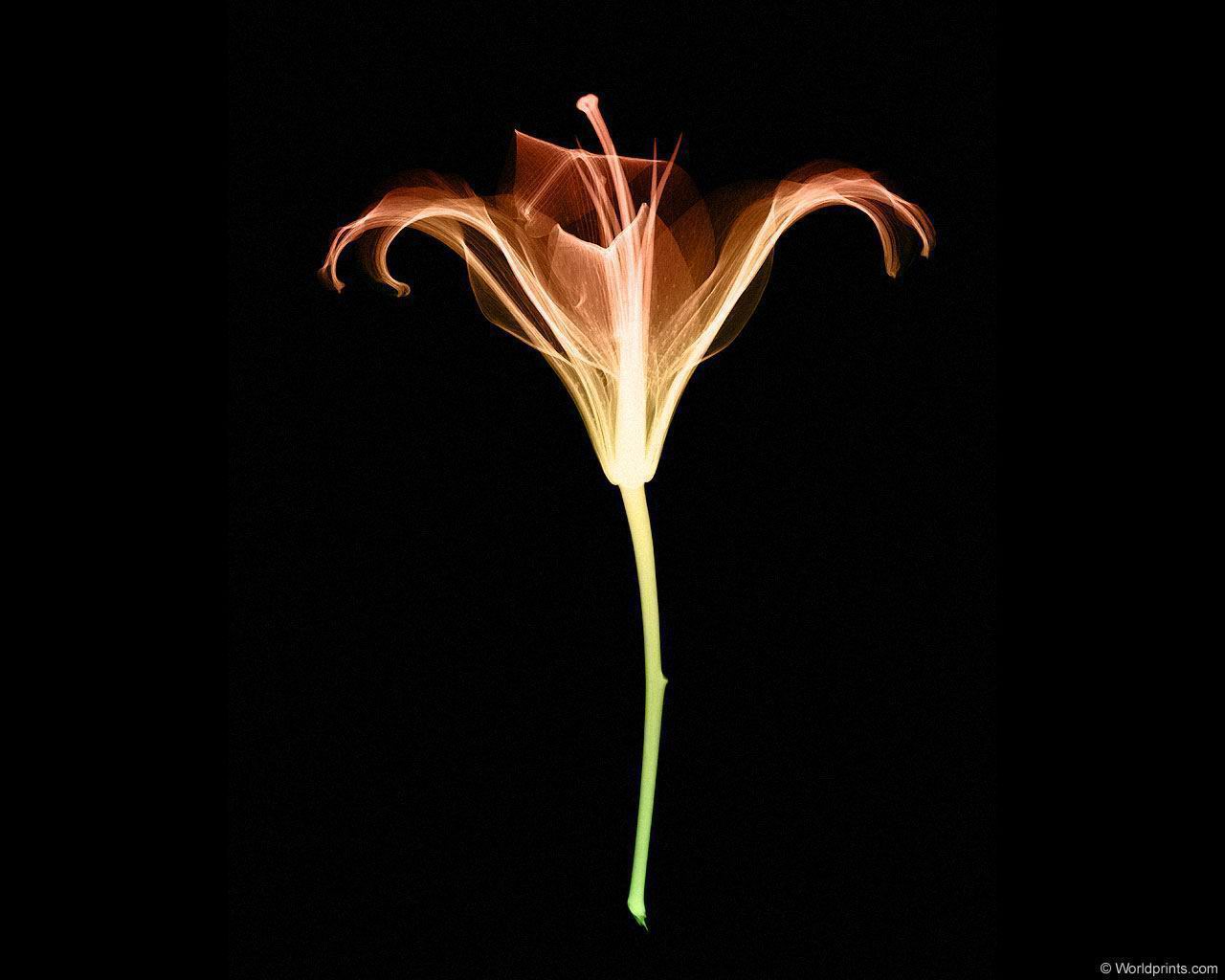 xray_flower4.jpg