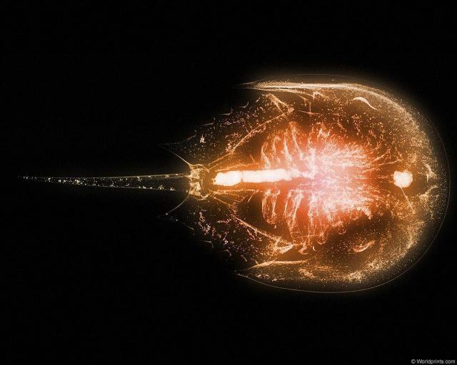 xray_horseshoecrab.jpg